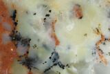 Polished Wanong Dendritic Opal Slab - Australia #96295-1